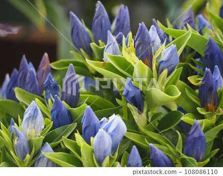 野花龍膽花 108086110