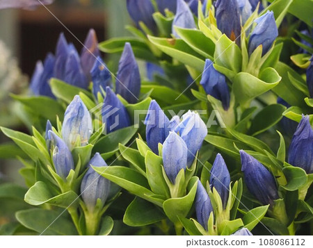 野花龍膽花 108086112