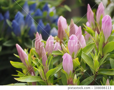 野花龍膽花 野花龍膽花 108086113