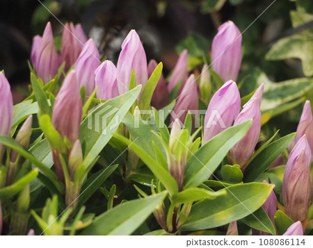 野花龍膽花 108086114