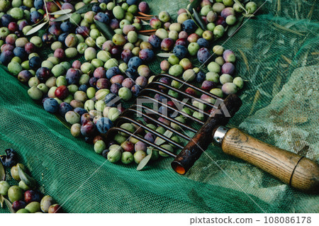 olives and comb-like tool used to collect them 108086178