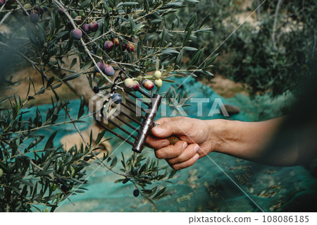 man harvesting some arbequina olives in Spain 108086185