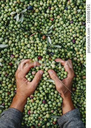 man grabbing a bunch of arbequina olives man grabbing a bunch of arbequina olives 108086191