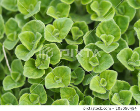 草本牛至葉 草本牛至葉 108086484