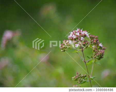草本牛至花 草本牛至花 108086486