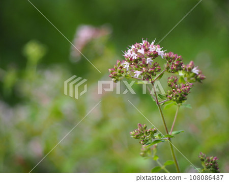 草本牛至花 草本牛至花 108086487