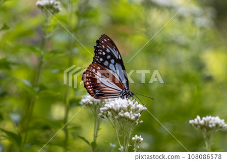 A common aspen perches on a wisteria hakama flower and sucks nectar. 108086578
