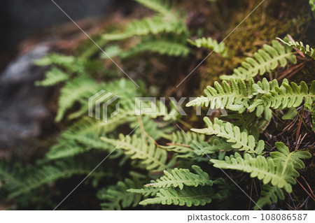 Atmospheric mossy hillock with fern leaves in the forest, Polypodium vulgare, selective focus. Atmospheric mossy hillock with fern leaves in the forest, Polypodium vulgare, selective focus. 108086587