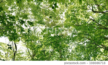 Fresh green forest landscape of Shirakami-Sanchi Fresh green forest landscape of Shirakami-Sanchi 108086718