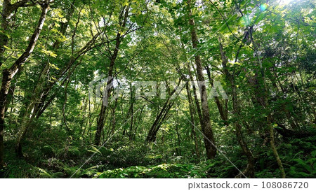 Fresh green forest landscape of Shirakami-Sanchi Fresh green forest landscape of Shirakami-Sanchi 108086720