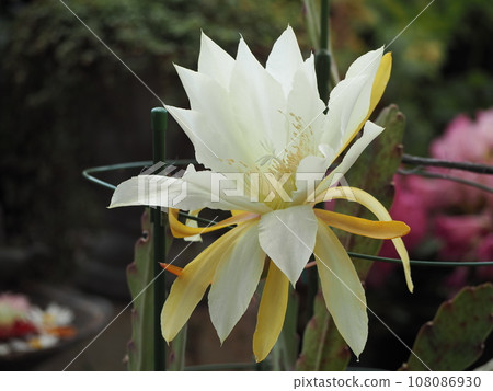 white flowers of peacock cactus white flowers of peacock cactus 108086930