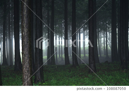 雨雪松林 108087050