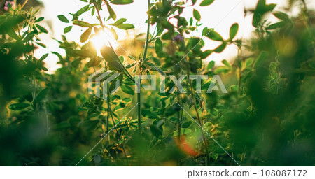 Meadow sunrise background. Rural field scenery. Nature tranquility. Summer green lush wildflowers grass in lens flare bokeh defocused beam light. Meadow sunrise background. Rural field scenery. Nature tranquility. Summer green lush wildflowers grass in lens flare bokeh defocused beam light. 108087172
