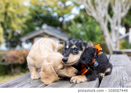 小狗 Kaninhen 臘腸犬在長凳上玩耍 108087446
