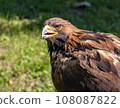 The portrait of The Golden Eagle (Aquila chrysaetos) on a green background 108087822