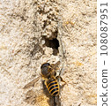 The solitary honey bee arrive at front of a hole - entrance to her nest in wall of a old house. 108087951