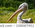 The portrait of The Dalmatian pelican (Pelecanus crispus). 108087952