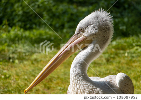 The portrait of The Dalmatian pelican (Pelecanus crispus). 108087952