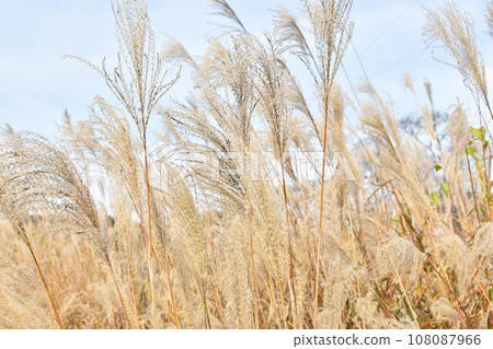 秋天在藍天中閃耀的芒草 秋天在藍天中閃耀的芒草 108087966