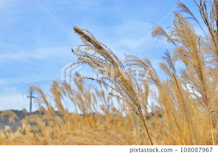 Susuki和秋天的天空 108087967