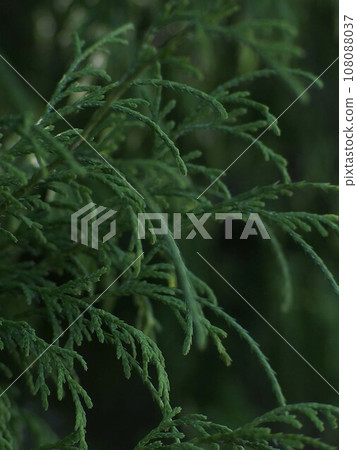日本鯖魚葉在樹蔭下(綠色針葉樹,日本竹葉特寫) 日本鯖魚葉在樹蔭下(綠色針葉樹,日本竹葉特寫) 108088037