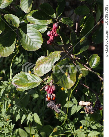Kobushi with Fruit(紅色信義果和棕色種子) Kobushi with Fruit(紅色信義果和棕色種子) 108088085