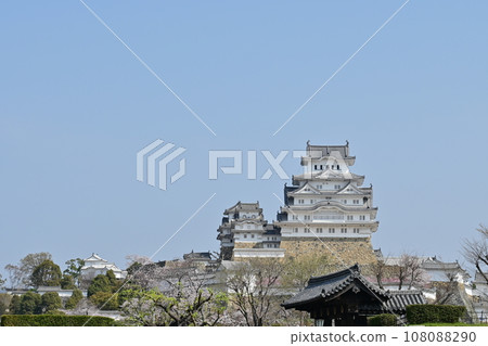 Castle and cherry blossoms seen from Otemae Street of Himeji Castle (World Heritage Site) Castle and cherry blossoms seen from Otemae Street of Himeji Castle (World Heritage Site) 108088290