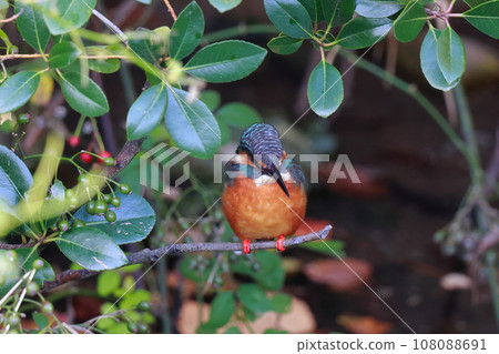 Kingfisher aiming for prey 108088691