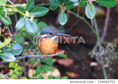 翠鳥瞄準獵物 翠鳥瞄準獵物 108088702