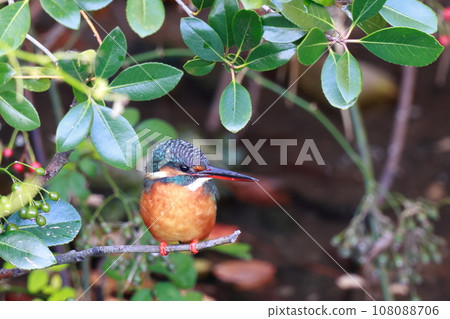 Kingfisher aiming for prey 108088706