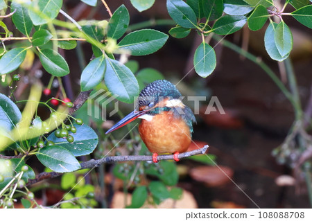 翠鳥瞄準獵物 翠鳥瞄準獵物 108088708