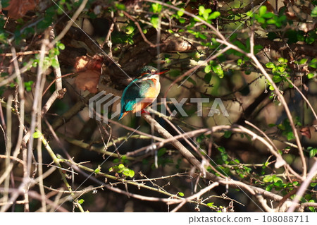 翠鳥瞄準獵物 108088711