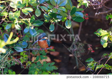 翠鳥瞄準獵物 翠鳥瞄準獵物 108088715