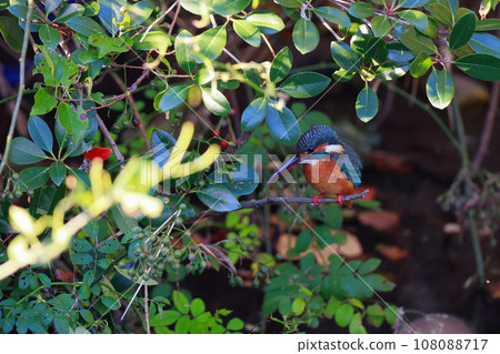 Kingfisher aiming for prey Kingfisher aiming for prey 108088717