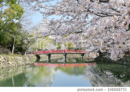 Shiromibashi and cherry blossom season Himeji Castle (World Heritage Site) 108088731