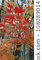 Autumn leaves that signal autumn 108089014