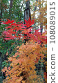 Red maple leaves dyed vermilion 108089015