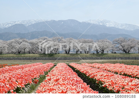 紅色鬱金香田和櫻花 108089188