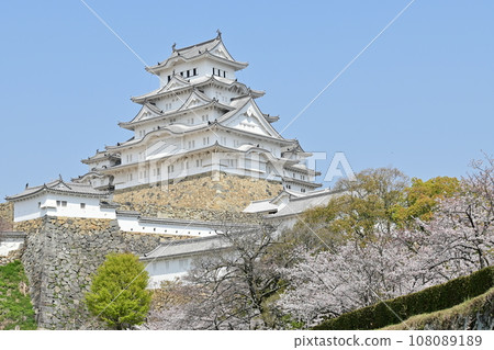 姬路城（世界遺產）和姬路市動物園內看到的櫻花 108089189