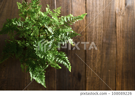 Ornamental plants seen from directly above 108089226