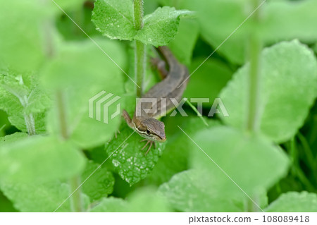 Cana snake Cana snake 108089418