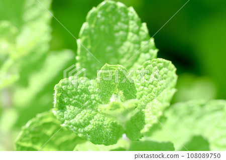 Apple mint 108089750