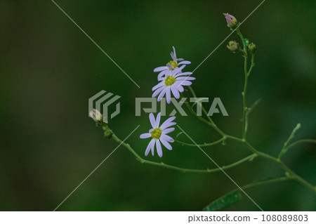 The arrival of autumn, a member of the wild chrysanthemum family, Sawflower The arrival of autumn, a member of the wild chrysanthemum family, Sawflower 108089803