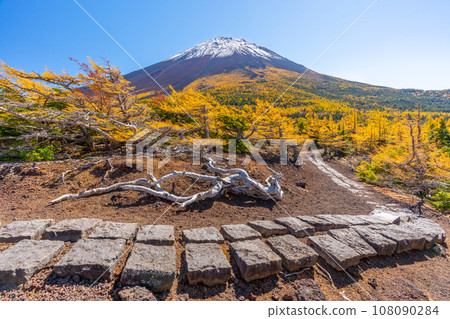 Autumn leaves in the back garden, Mt. Fuji, Mt. Fuji 5th Station, Yoshida Exit Autumn leaves in the back garden, Mt. Fuji, Mt. Fuji 5th Station, Yoshida Exit 108090284