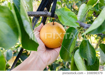 梨子豐收 梨子採摘 梨子豐收 梨子採摘 108090379