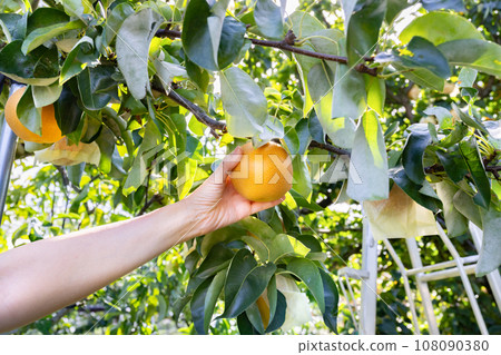 梨子豐收 梨子採摘 108090380