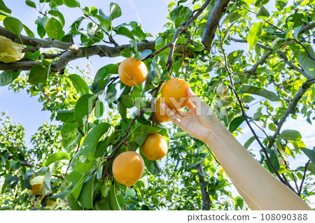 梨子豐收 梨子採摘 108090388