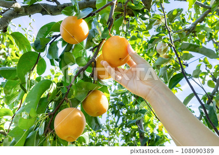 梨子豐收 梨子採摘 108090389