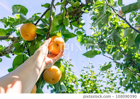 Pear harvest pear picking 108090390