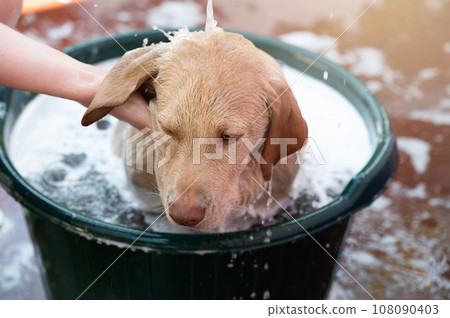 Washing brown labrador dog 108090403